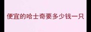 便宜的哈士奇要多少钱一只