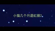 小猫几个月退虹膜