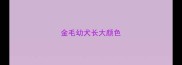金毛幼犬长大颜色