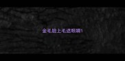 金毛脸上毛遮眼睛