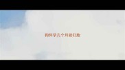 狗怀孕几个月能打胎