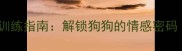 拉布拉多疯狂舔手训练指南解锁狗狗的情感密码附科学互动方案