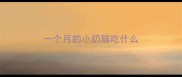 一个月的小奶猫吃什么