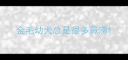 金毛幼犬总是很多鼻涕