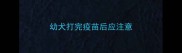 幼犬打完疫苗后应注意