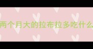 两个月大的拉布拉多吃什么
