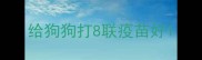 给狗狗打8联疫苗好