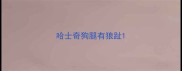 哈士奇狗腿有狼趾