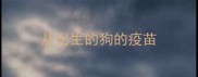 从出生的狗的疫苗