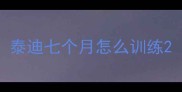泰迪七个月怎么训练