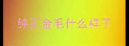 纯正金毛什么样子