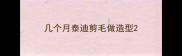 几个月泰迪剪毛做造型
