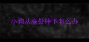 小狗从高处摔下怎么办