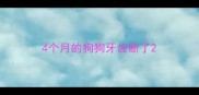 4个月的狗狗牙齿断了