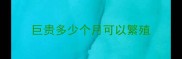 巨贵多少个月可以繁殖