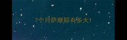 7个月萨摩耶有多大