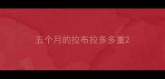 五个月的拉布拉多多重