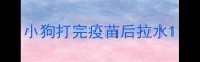 小狗打完疫苗后拉水