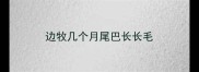 边牧几个月尾巴长长毛