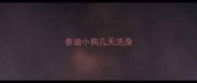 泰迪小狗几天洗澡