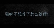 猫咪不想养了怎么处理