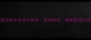 青岛爱丁堡边牧专业养护指南品种特性健康管理与选购全攻略