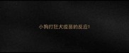 小狗打狂犬疫苗的反应