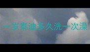 一岁泰迪多久洗一次澡