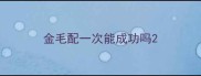 金毛配一次能成功吗