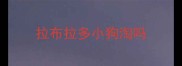 拉布拉多小狗淘吗