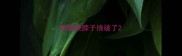 狗狗挠脖子挠破了
