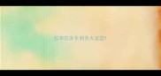 拉布拉多长到多大定型