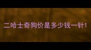 二哈士奇狗价是多少钱一针