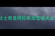 哈士奇是阿拉斯加雪橇犬么