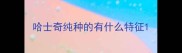 哈士奇纯种的有什么特征
