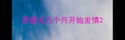恶霸犬几个月开始发情