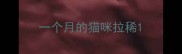 一个月的猫咪拉稀