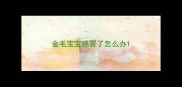 金毛宝宝感冒了怎么办