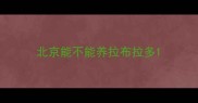 北京能不能养拉布拉多