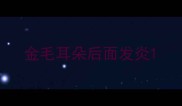 金毛耳朵后面发炎