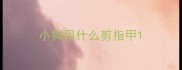 小狗用什么剪指甲