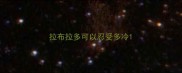 拉布拉多可以忍受多冷