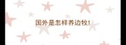 国外是怎样养边牧