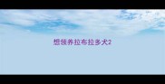 想领养拉布拉多犬