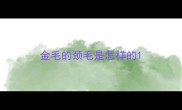 金毛的颈毛是怎样的
