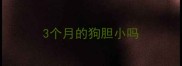 3个月的狗胆小吗