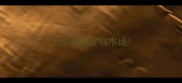 太原哪有宠物市场