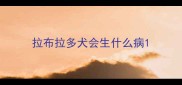 拉布拉多犬会生什么病