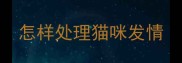 怎样处理猫咪发情