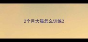2个月大猫怎么训练